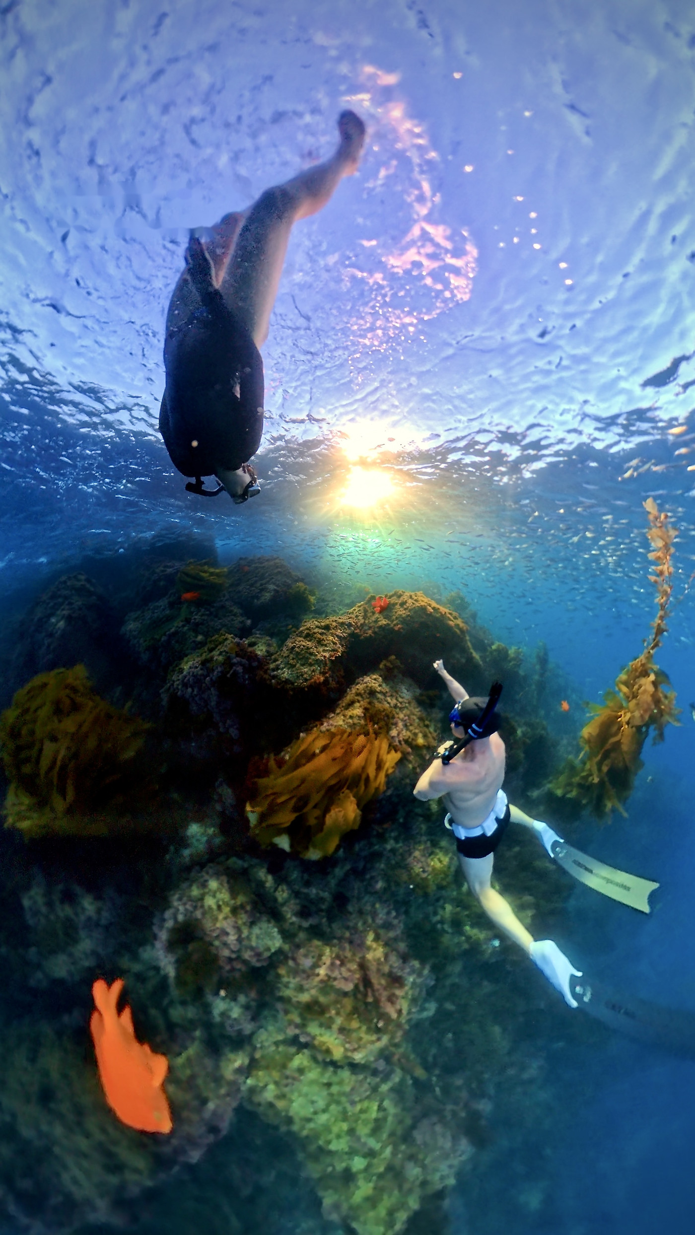 A freediver descending through a Catalina kelp forest toward the reef, sun breaking through the surface above