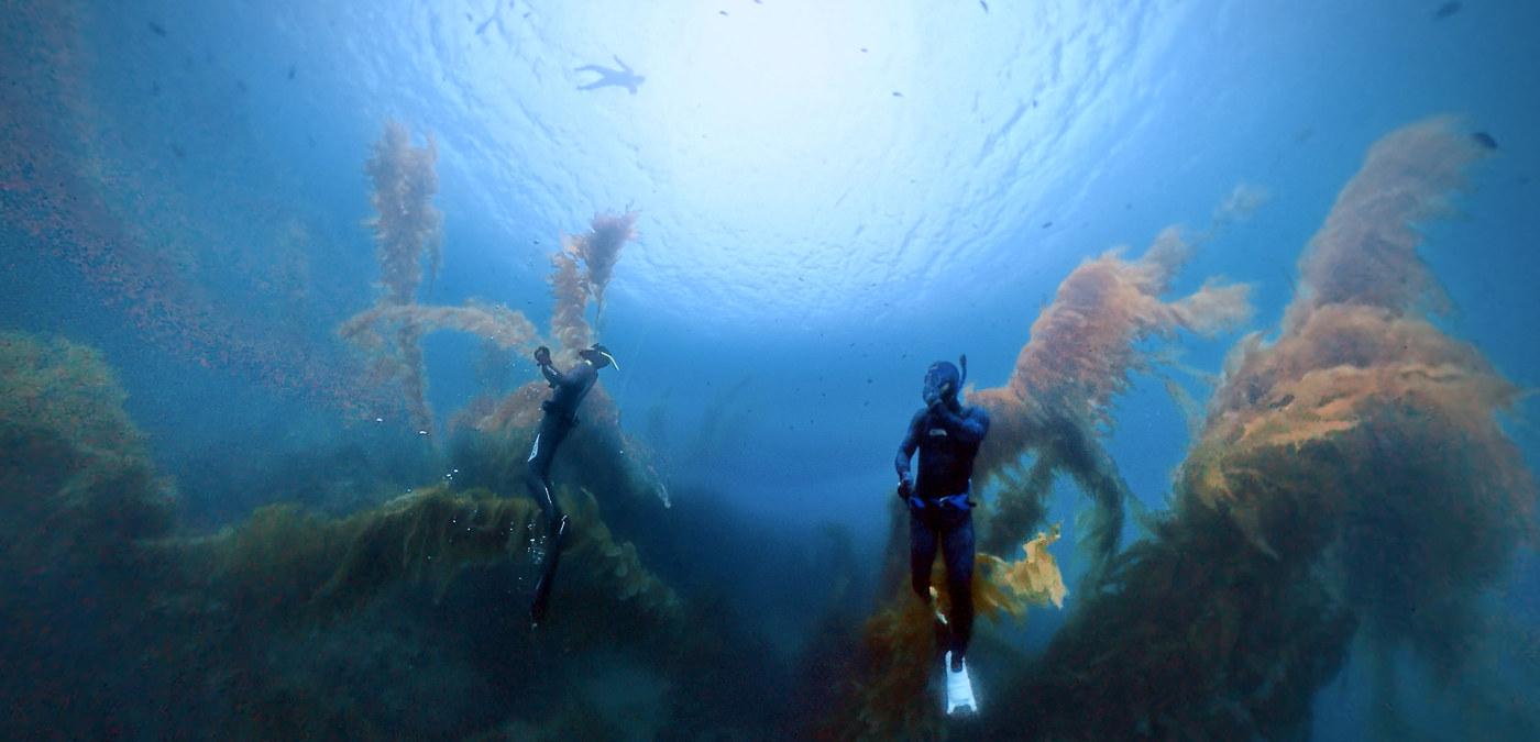 Two freedivers descending between towering kelp stipes in open water