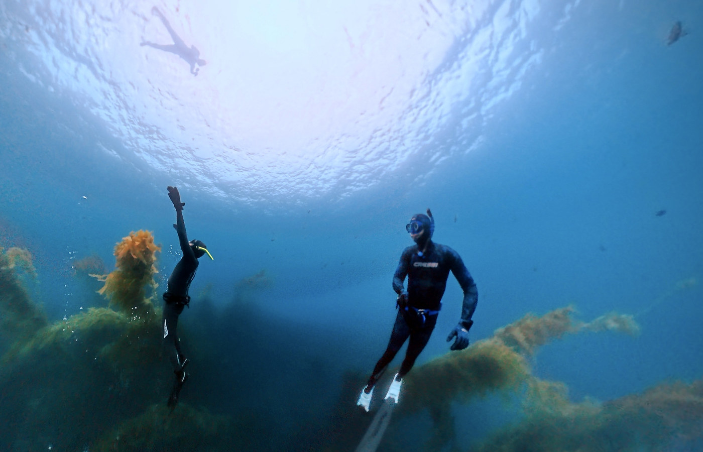 Two wetsuited freedivers descending through a kelp forest